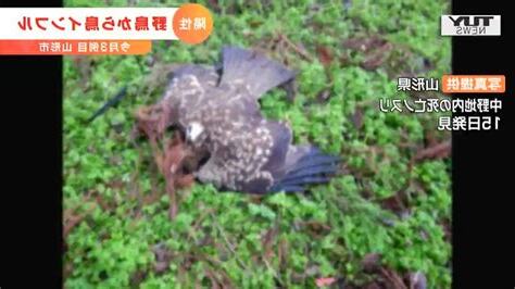 鳥 死亡